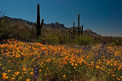 Spring in the Sonoran | Desert flowers, Desert landscaping, Desert ...