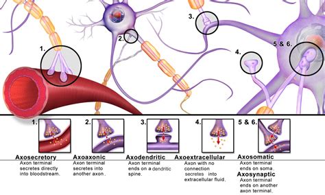 Sinapsis y Neurotransmisión | Concise Medical Knowledge