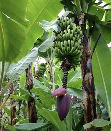 Will banana tree grow fruit more than once? - Gardening & Landscaping ...