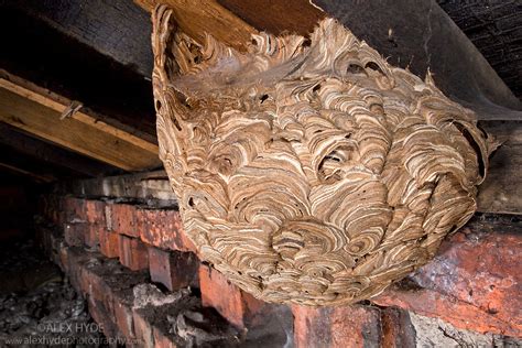 Common Wasp nest (Vespula vulgaris) | Alex Hyde