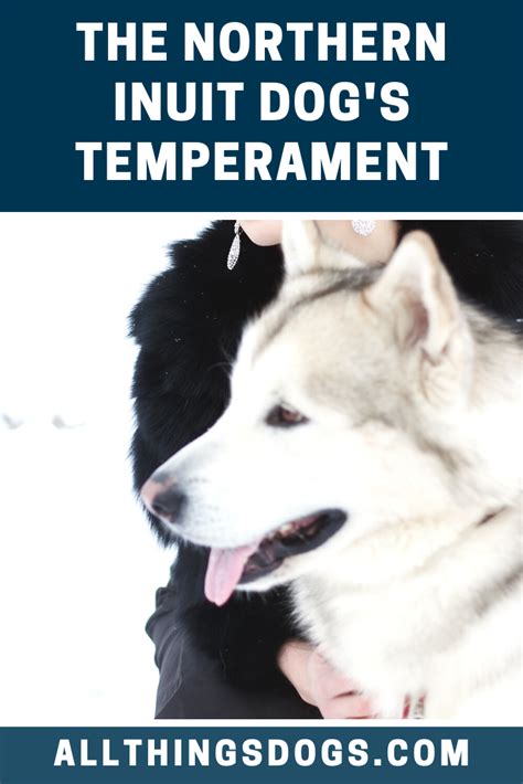 Northern Inuit Dog Temperament | Northern inuit dog, Wolf dog, Dogs