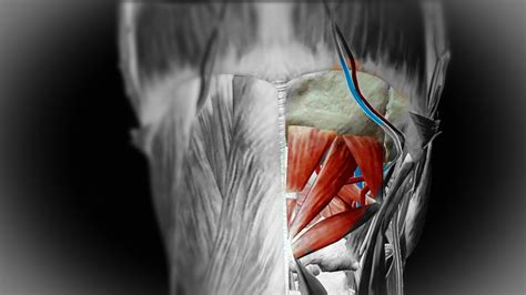 Suboccipital Triangle 3D Anatomy and Applied part - YouTube