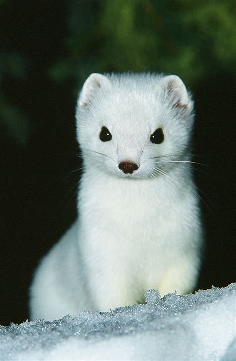 Close Up Of Pure White Ermine In The Snow | I got this shot … | Flickr