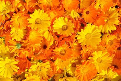 Calendula Flower: Meaning, Symbolism, and Colors | Pansy Maiden