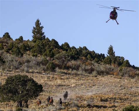 The wild horse population has reached a crisis point, BLM says ...