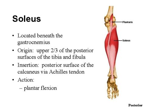 THE ANKLE AND FOOT MUSLCES Plantar flexion muscles