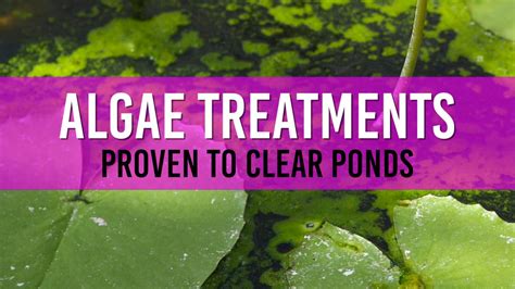Algae Treatments - Products to clear your Pond Water of Algae