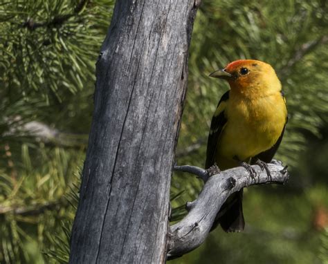 Western Tanager - Flathead Audubon Society