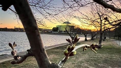 Preparing for cherry blossom season as the green buds start to appear