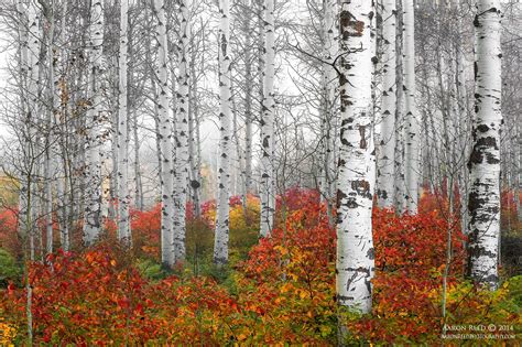 ***Birch trees, fall colour (Washington) by Aaron Reed on 500px 🍂🇺🇸 | Fall birch trees ...