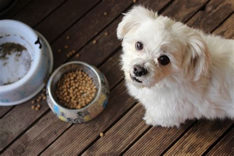 Best Puppy Food: Does Your Dog Food Make the Cut? - All Doggos