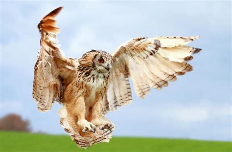 10 Awesome Facts About Owls [15 pics] » TwistedSifter