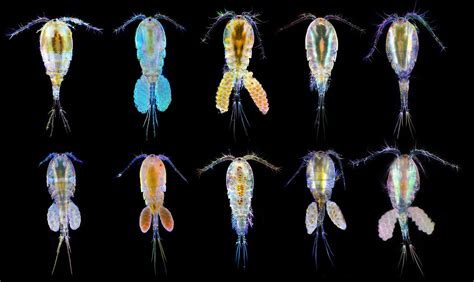 Sottoclasse Copepoda - Scheda dell'organismo - Microbiologia Italia