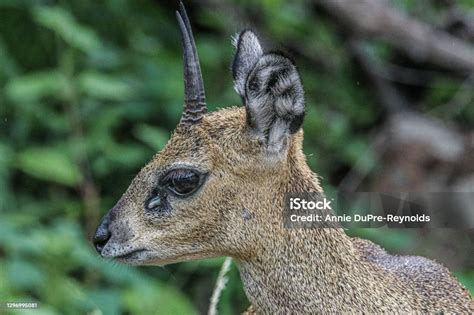 Male Klipspringer Antelope Portrait Stock Photo - Download Image Now - Africa, Alertness, Animal ...