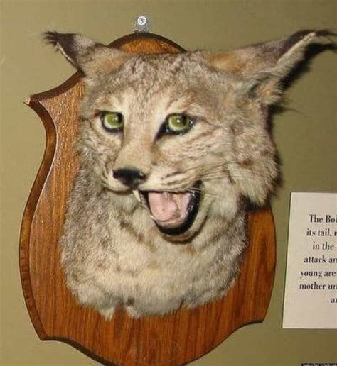 20 Of The Worst Taxidermy Animals Ever Created