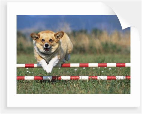 Corgi Jumping over Obstacle at Dog Agility Competition posters & prints ...