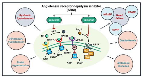 IJMS | Free Full-Text | Angiotensin Receptor-Neprilysin Inhibitor (ARNI ...