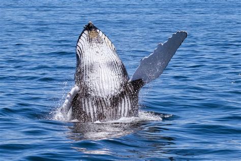 White and black whale, humpback HD wallpaper | Wallpaper Flare