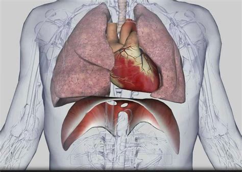 evolution - Why is the heart not in the middle of the body? - Biology ...