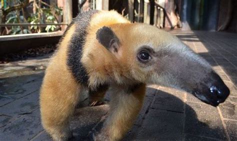 Top 10 facts about anteaters | Express.co.uk