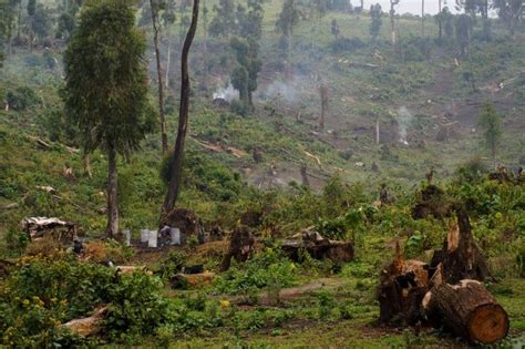 World Forest Day:On World Forest Day, These 12 Powerful Images Show How ...