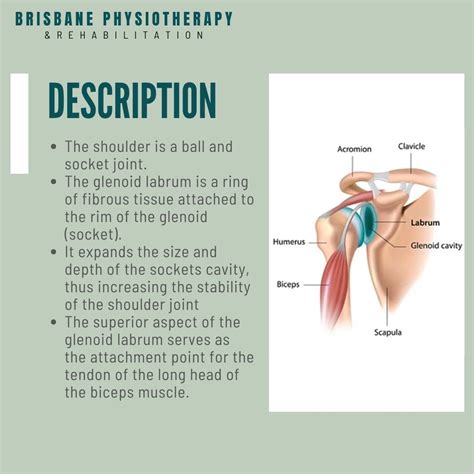 What is a Shoulder Glenoid Labrum Injury? - Brisbane Physiotherapy