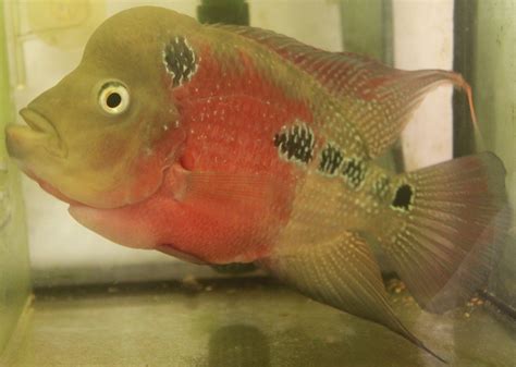 Flowerhorn The Hybrid Cichlids: Original King Kamfa Flowerhorn