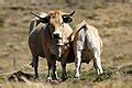 Category:Aubrac cattle - Wikimedia Commons