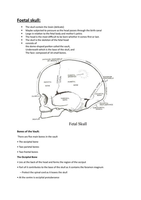 Fetal skull - Foetal skull: The skull contain the brain (delicate) Maybe subjected to pressure ...