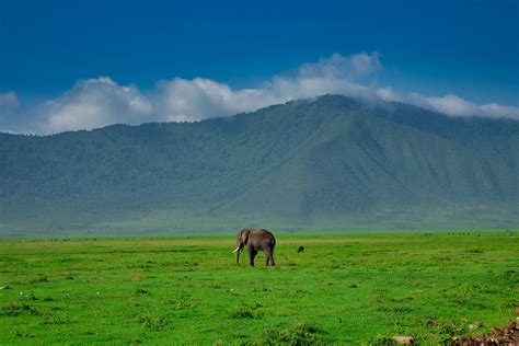 A Safari Guide to the Ngorongoro Crater in Tanzania - Lost on Safari