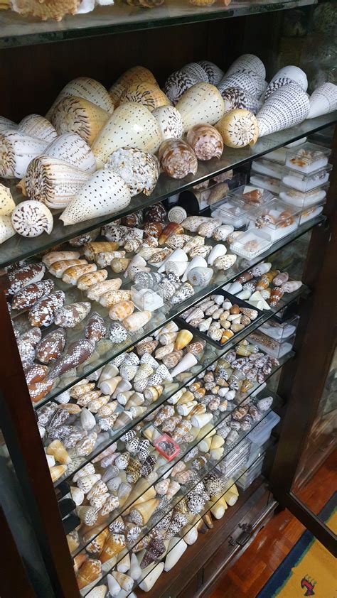 My Seashell Collection Part 1 - Cone Shells : r/CoolCollections