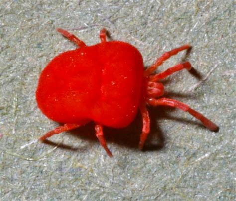 Landmark Wildlife Management » Chiggers: A Knowledge and Survival Guide