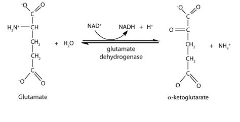 20.7 Stage II of Protein Catabolism | The Basics of General, Organic, and Biological Chemistry