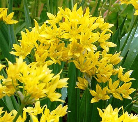 50 X ALLIUM MOLY FLOWER BULBS~ GARDEN PERENNIAL PLANT ~YELLOW FLOWERS~ROCKERY | Bulb flowers ...