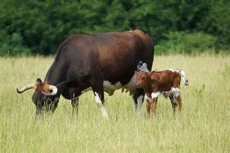 Are Pineywoods Cattle A Good Choice For Regenerative Farms?