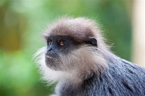 Purple-faced Langur - Monkey Stock Photo - Image of langur, brown: 66122660