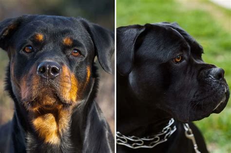 Cane Corso Vs Rottweiler: Which One Is The Better Guard Dog?