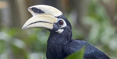 130 Birds in Spanish: A Fun, Fascinating and Feathery Guide