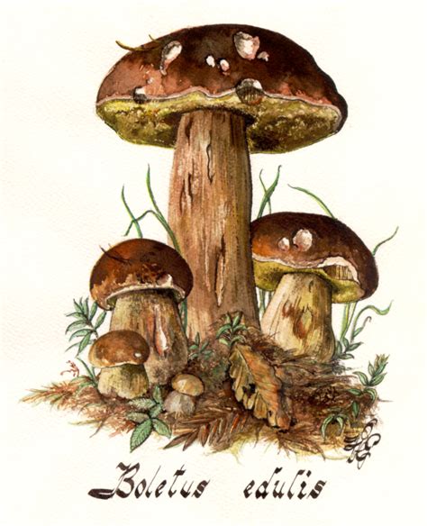 Aquarel Kastanjeboleet | Stuffed mushrooms, Mushroom art, Botanical drawings