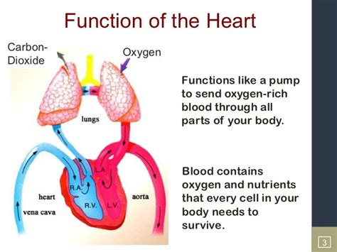 Function Of Human Heart Pdf