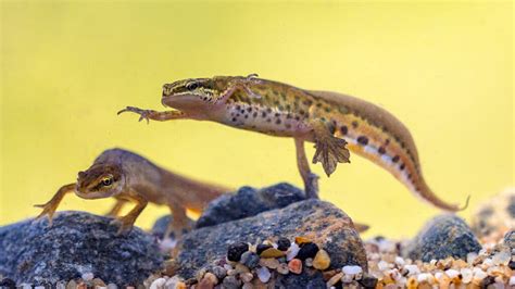 Species Showcase – The palmate newt - DU Waterscapes