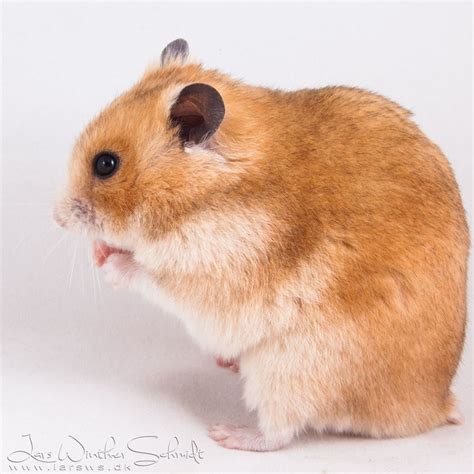 Yellow sh hamster (ToY - L_) | Funny hamsters, Cute hamsters, Syrian hamster