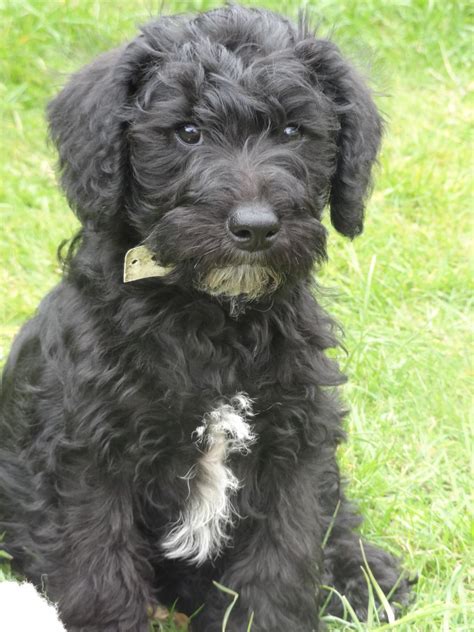 Pics Photos - Schnoodle Dogs | Schnoodle puppy, Schnoodle dog, Schnoodle