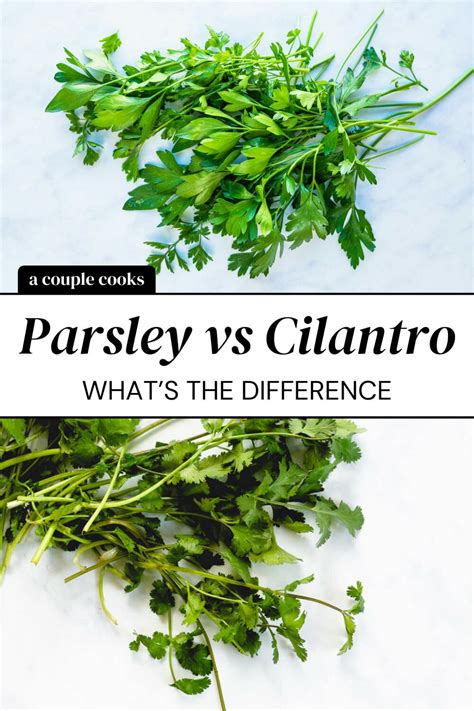 Parsley vs Cilantro: A Breakdown! – A Couple Cooks