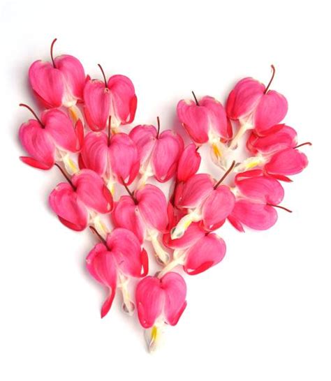 Bleeding Heart Flower Arrangement Stock Photos, Pictures & Royalty-Free Images - iStock