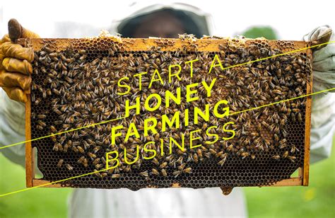 Start A Honey Farming Business - Our Business Ladder