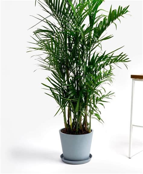 Potted Bamboo Palm Indoor Plant | The Best Indoor Houseplants From Bloomscape | POPSUGAR Home ...