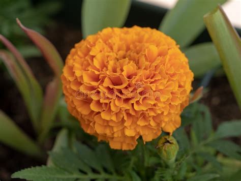 Close Up of Beautiful Marigold Flower Mexican, Aztec or African Marigold in the Garden Stock ...