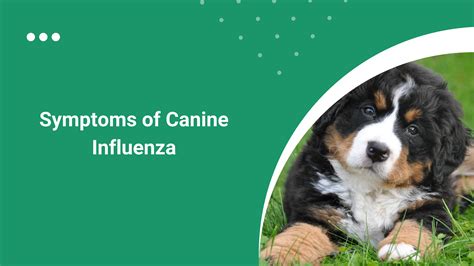 Symptoms of Canine Influenza by GreatVet - Issuu