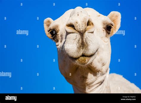 A white dromedary camel in the camel market near Riyadh, Saudi Arabia Stock Photo - Alamy